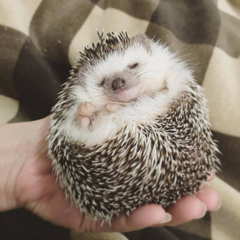 最も好ましい ハリネズミ かわいい 画像 はりねずみ かわいい 画像 Rubyeritcheyjp