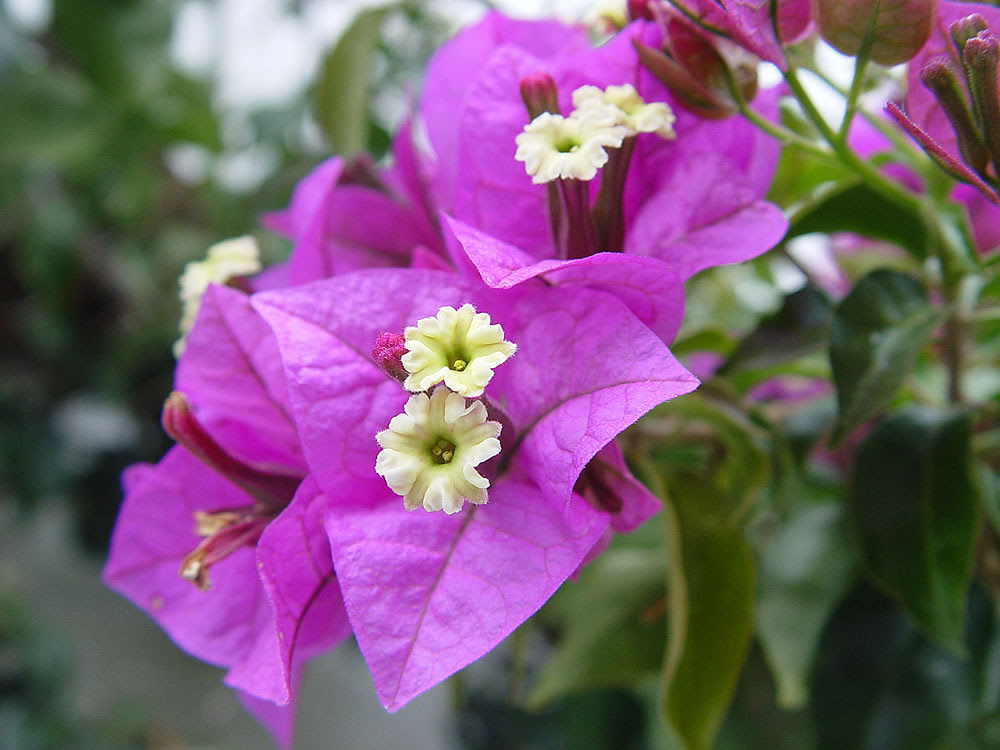 In english, the plant is usually called a bougainvillea or paper flower for its thin, delicate bracts (modified leaves). Plants Flowers Lesser Bougainvillea