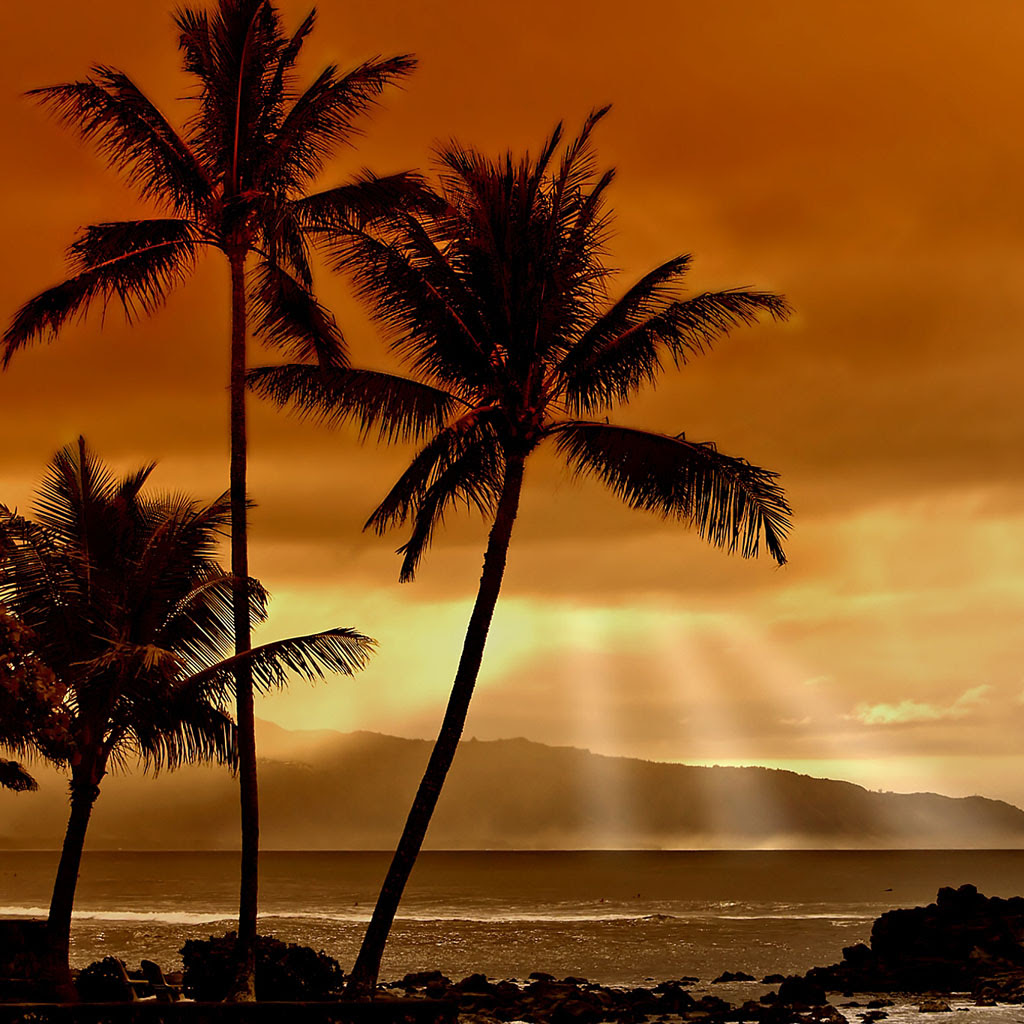 Check spelling or type a new query. Palm Tree Shadow Ipad Wallpaper Background And Theme