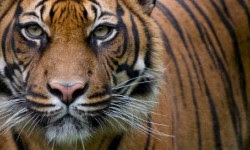 Unduh 80+ Gambar Harimau Gigit Pedang Terbaik HD - Pixabay Pro