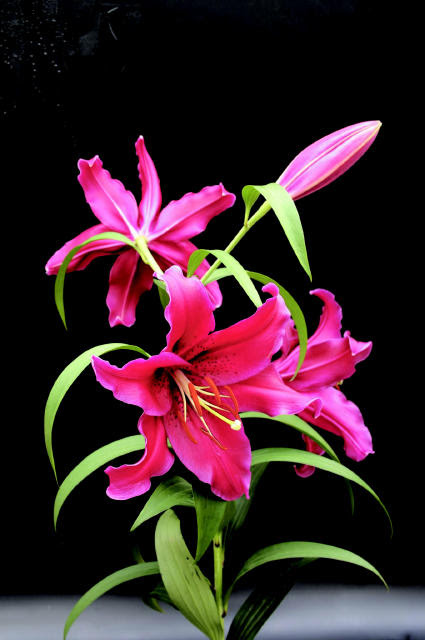 最新のhdカサブランカ 花 赤 すべての美しい花の画像