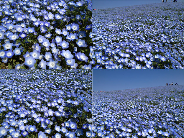 最高のオオイヌノフグリ ネモフィラ 最高の花の画像