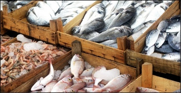 Seafood Imports