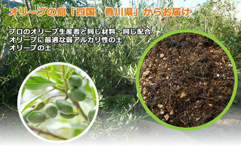 すべての美しい花の画像 新着オリーブ 鉢植え 土 配合