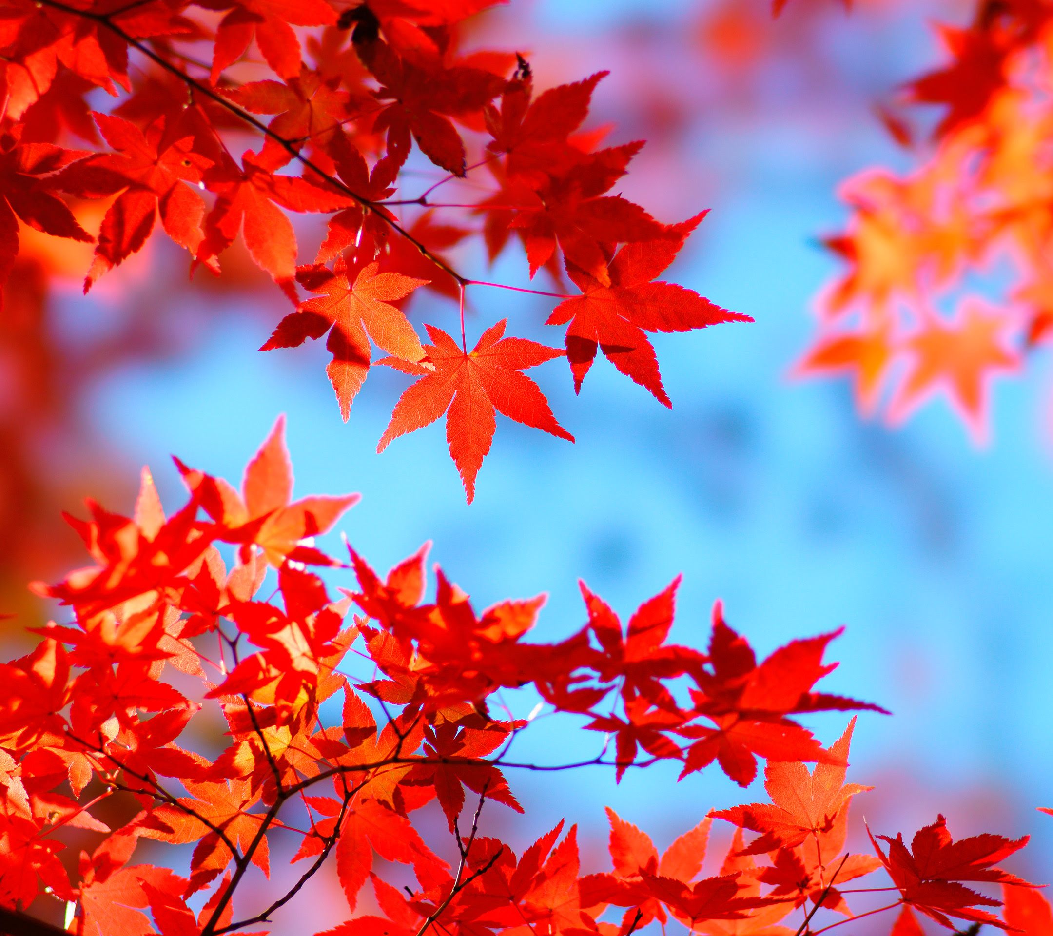 紅葉 壁紙 Jpbestwallpaper
