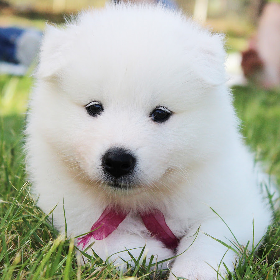 これまでで最高の白い ふわふわ 犬 名前 最高の花の画像