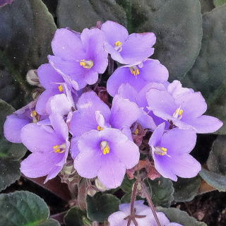 トップ100 セントポーリア 種類 最高の花の画像