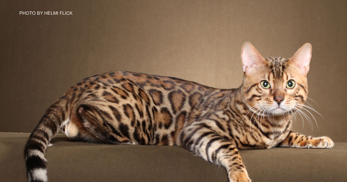 The Best Parrots In The World: How Much Does A Bengal Cat ...