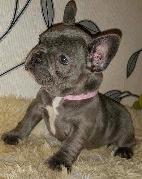 We did not find results for: French Bulldog Puppies Sacramento L2sanpiero