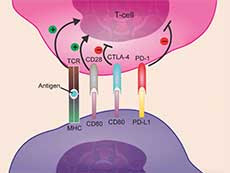 Atezolizumab