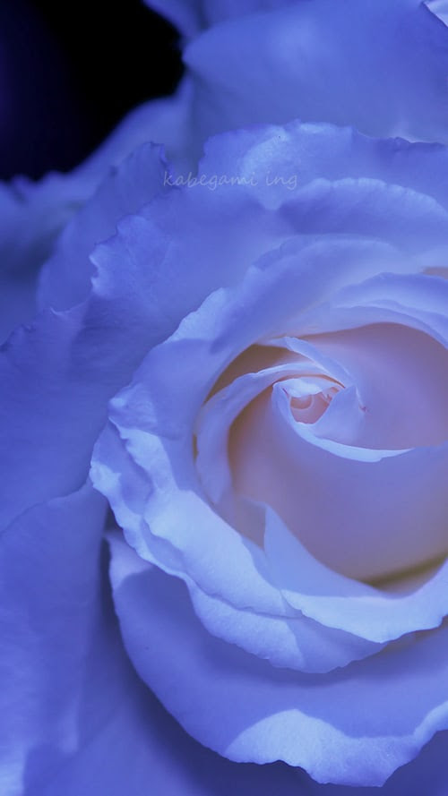 ディズニー画像ランド 75 待ち受け 青い 薔薇 壁紙