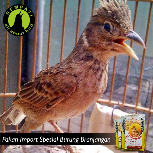 Gambar Branjangan Jawa - Cara Membedakan Burung Branjangan ...