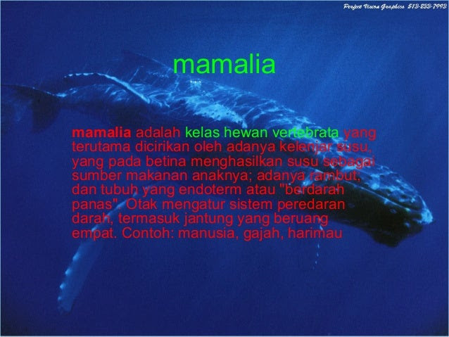 Contoh Binatang Vertebrata Mamalia - Contoh M