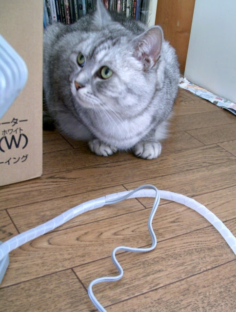猫 ケーブル 噛む 壁紙画像マンガ