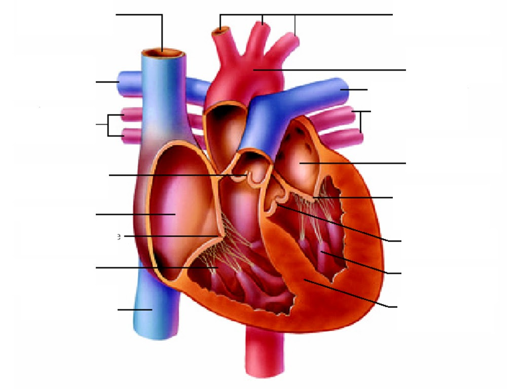 The next circle is labeled. Free Heart Diagram Unlabeled Download Free Heart Diagram Unlabeled Png Images Free Cliparts On Clipart Library