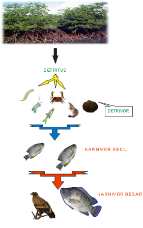 Rantai Makanan (Peristiwa Makan dan Dimakan)