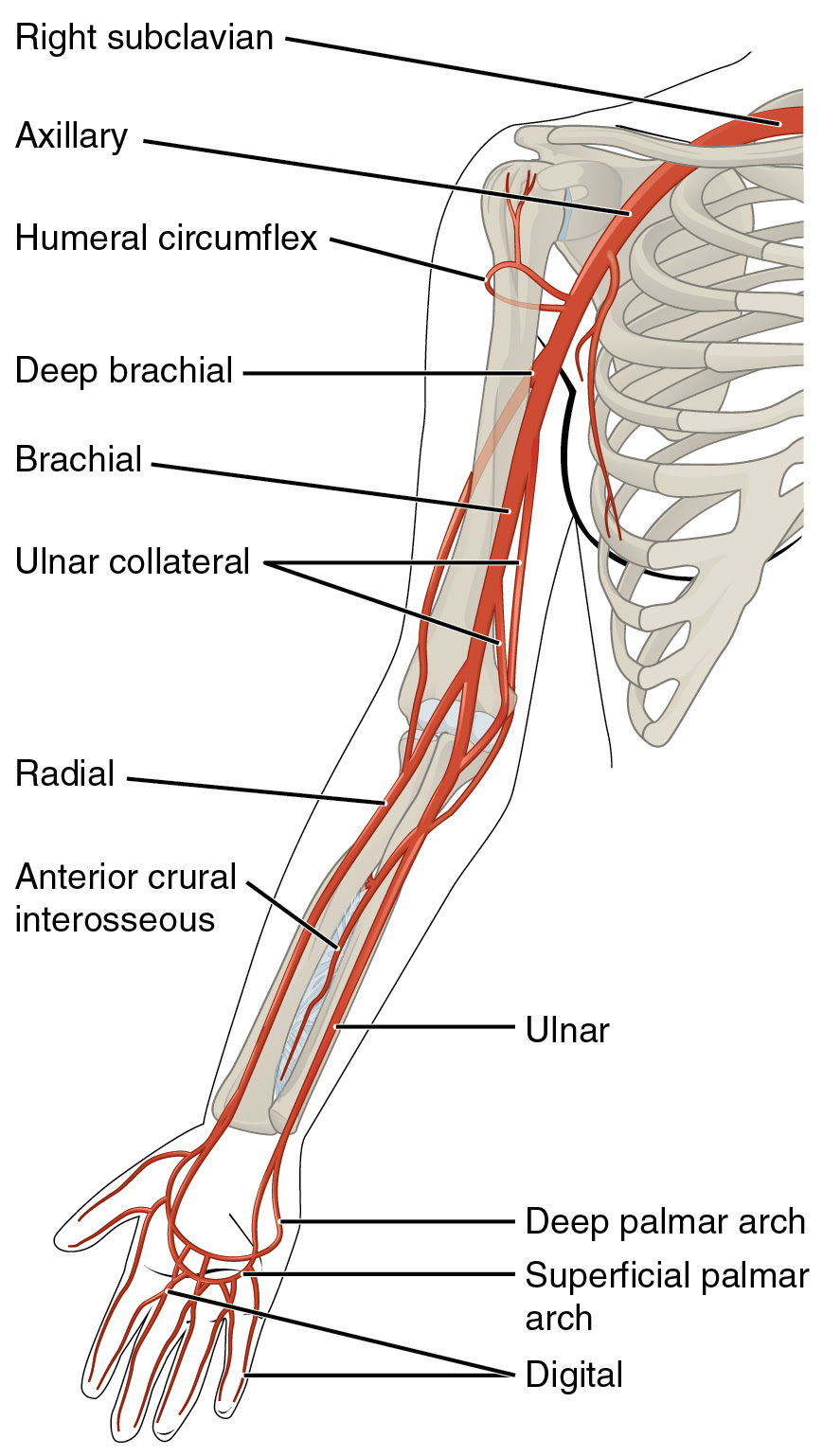 Standard anatomical position is the body orientation used when describing an organism's anatomy. Muscles Of The Shoulder And The Upper Arm Online Medical Library