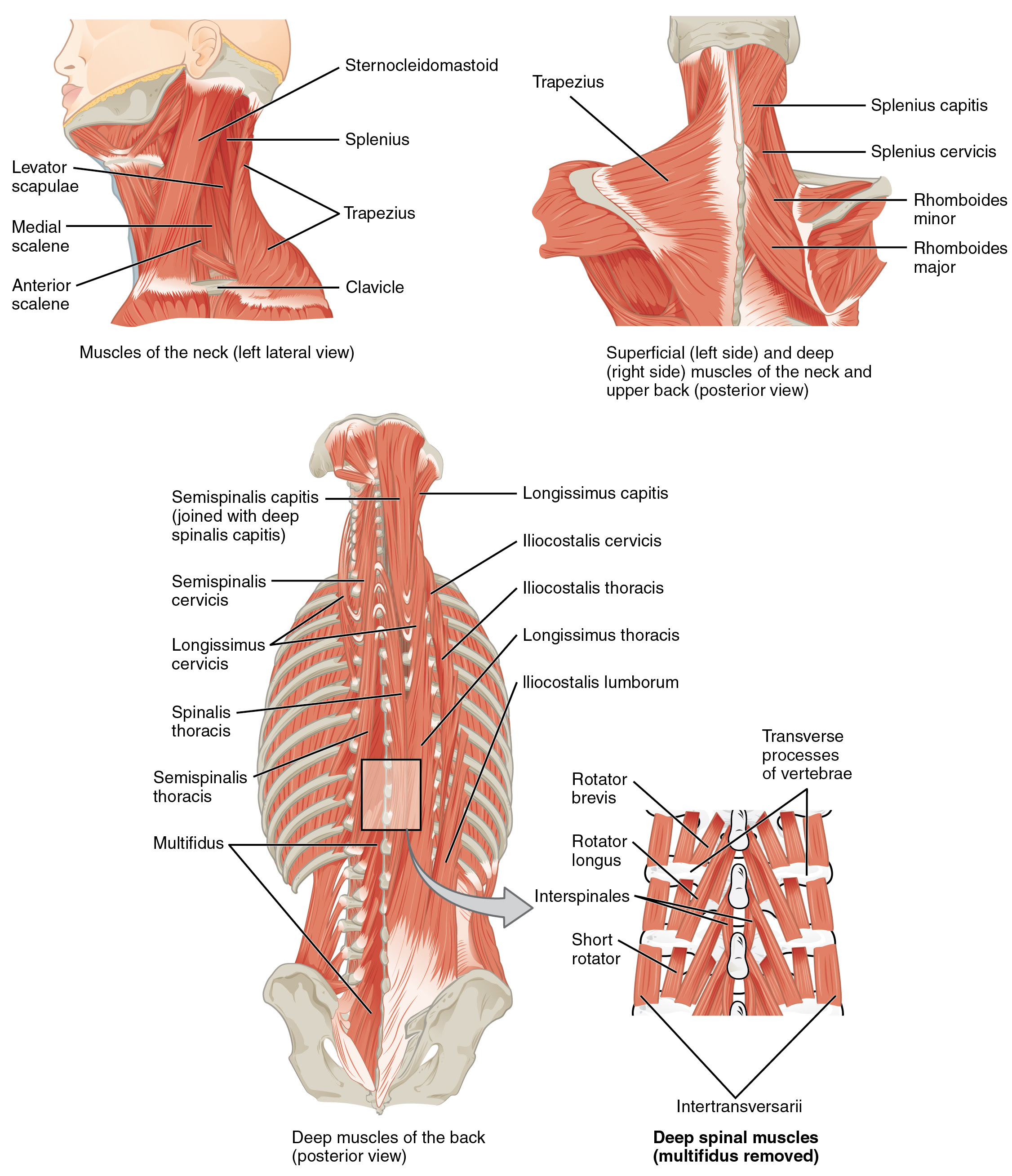 The back muscle anatomy is made up of large and small muscle groups all working harmony to our back is supported by groups of muscles, which support our posture and ensure stability and. Intrinsic Back Muscles Anatomy Of The Torso Medical Library