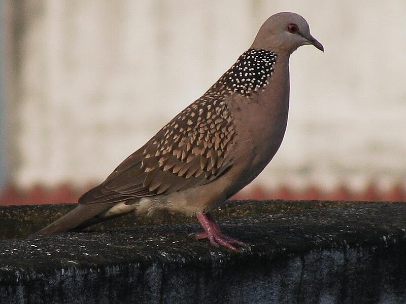 File:India
 Dove.jpg