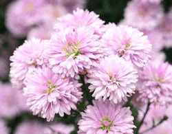 すべての花の画像 75 孔雀草 花言葉