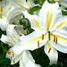 Lilies