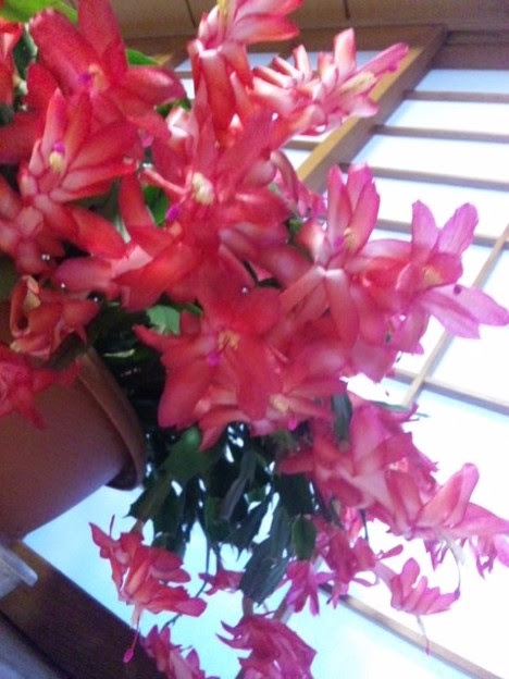すべての美しい花の画像 ベスト花 言葉 命