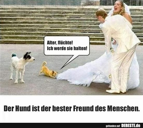 Der Hund - Des Menschen bester Freund : Programs : Discovery