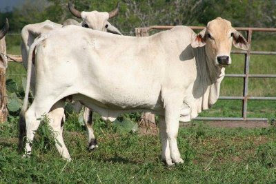 Our passion for brahman cattle dates back to 1906 when thomas m. Brahman Cow Knowledge Base Lookseek Com