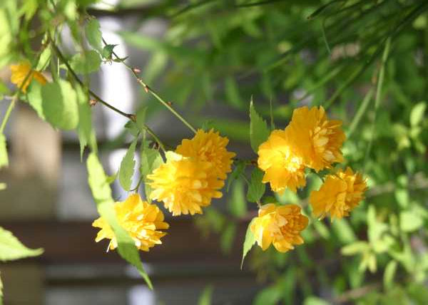 すべての美しい花の画像 ベスト50 4 月 黄色い 花