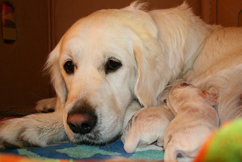 Find golden retriever in dogs & puppies for rehoming | 🐶 find dogs and puppies locally for sale or adoption in ontario : Application To Buy English Cream Golden Retriever Puppies