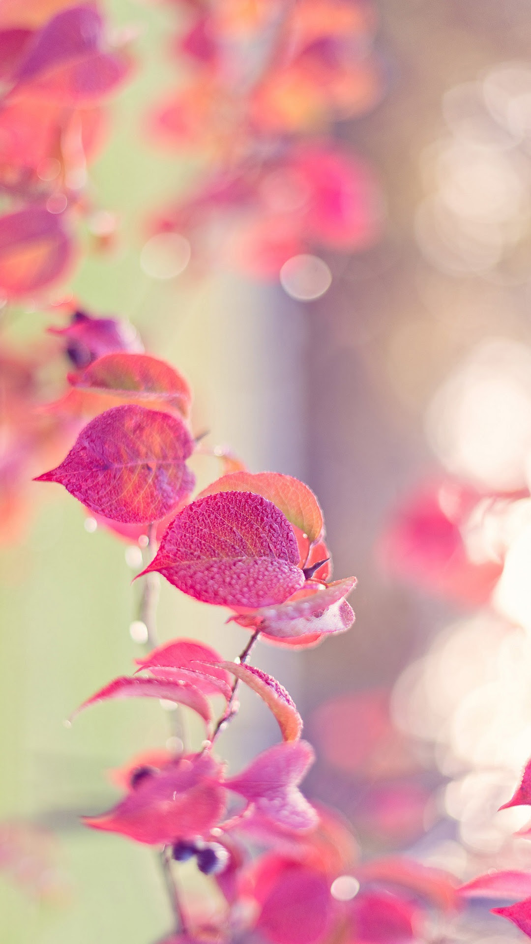 50 スマホ 壁紙 秋 最高の花の画像