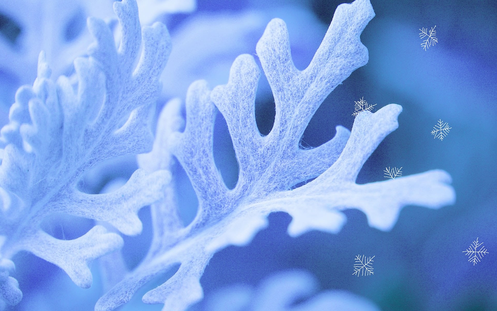 元の壁紙 おしゃれ 高画質 Pc すべての美しい花の画像