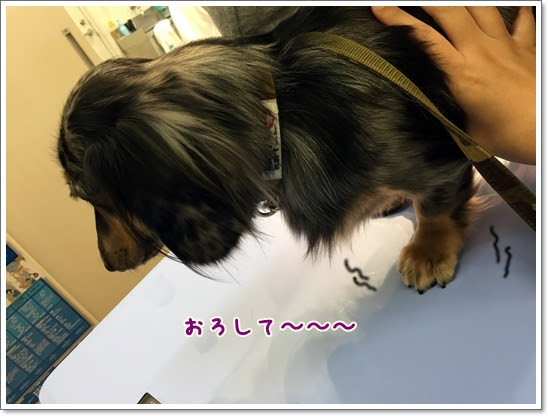 Freemuryouux8te 99以上 犬 吐き気止め 眠気 3297 犬 吐き気止め 注射 眠気