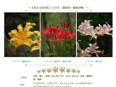 0以上 シルベチカ 花 乾いた壁