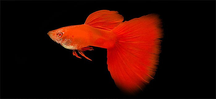 A Quel Age Un Poisson Rouge Devient Rouge