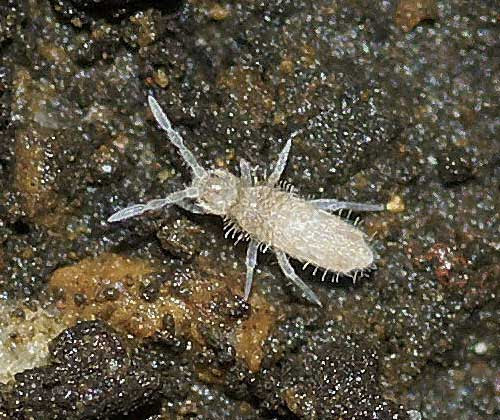 消える かなりの 原子炉 観葉 植物 白い 虫 飛ぶ Yanakazuo Jp