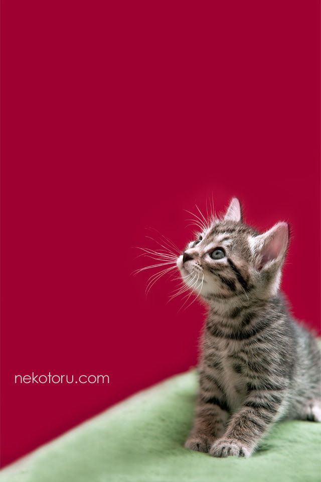 50 素晴らしい猫 壁紙 Iphone 最高の花の画像