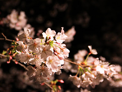 √ ハート 夜桜 桜 かっこいい 壁紙 202046