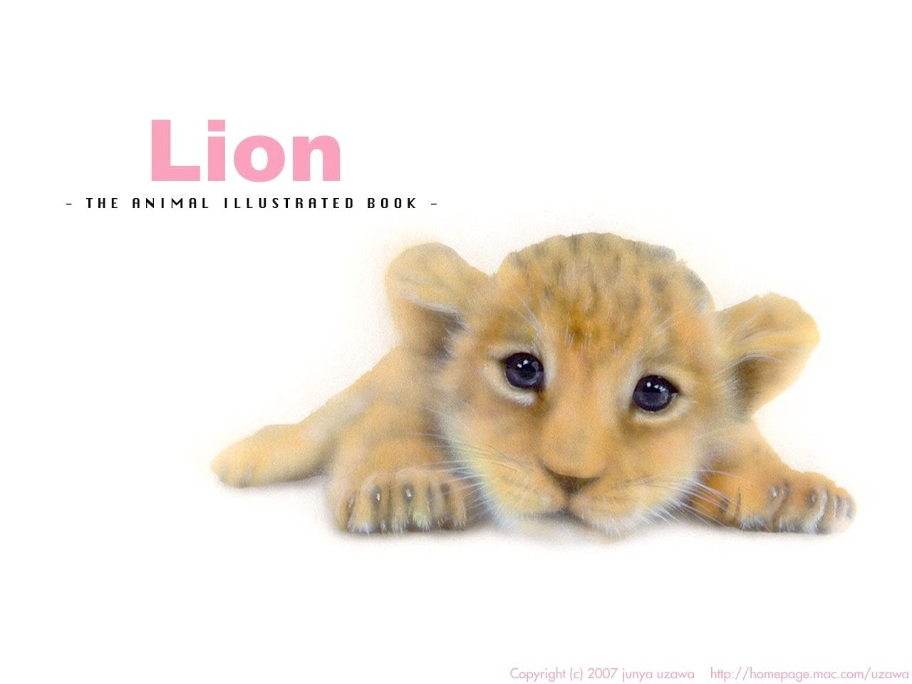 美しい花の画像 Hd限定イラスト ライオン 赤ちゃん