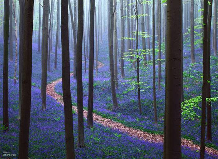 Mysterious Forests