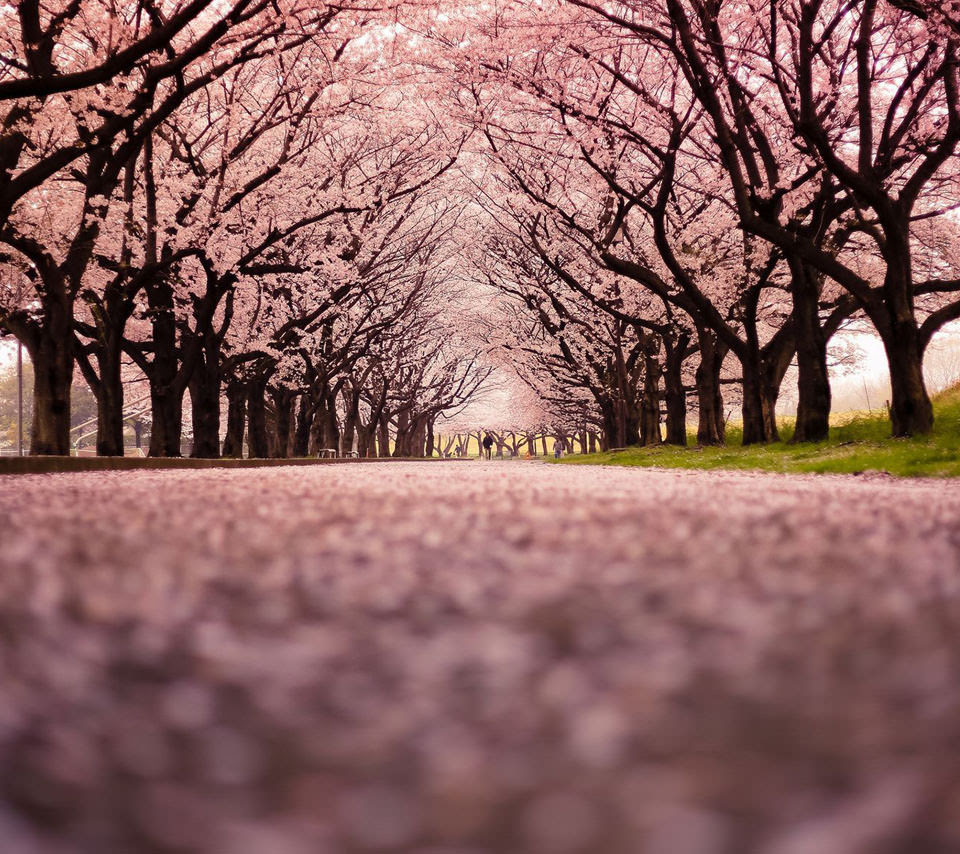 ベスト50 スマホ 壁紙 桜 すべての美しい花の画像