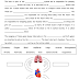 33 The Cardiovascular System Worksheet