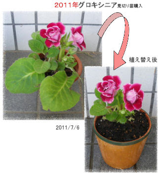 最も欲しかった グロキシニア 花が終わったら グロキシニア 花が終わったら