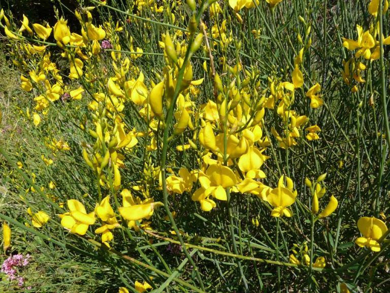 La macchia mediterranea gli inverni mediterranei sono miti e piovosi. Fiori Del Finalese Sito Turistico Ufficiale Comune Di Finale Ligure