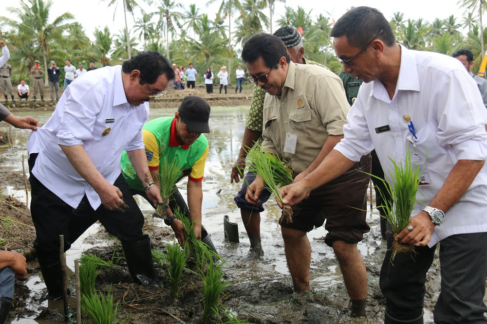 Belanja online aman dan nyaman di maju mapan holtikultura, pekalongan, kab. Bupati Kadis Tanaman Pangan Hortikultura Kaltim Lakukan Tanam Padi