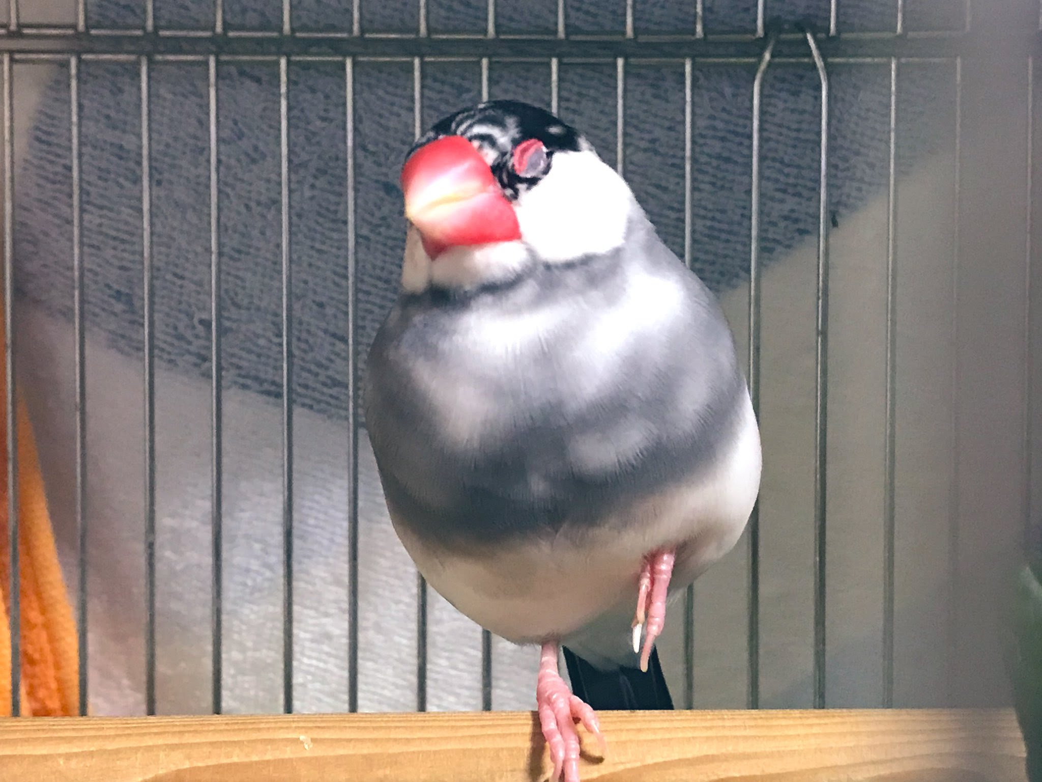 最高の動物画像 ラブリー可愛い 桜文鳥