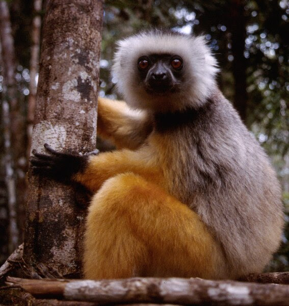 File:Diademed Sifaka (Propithecus diadema) 4.jpg