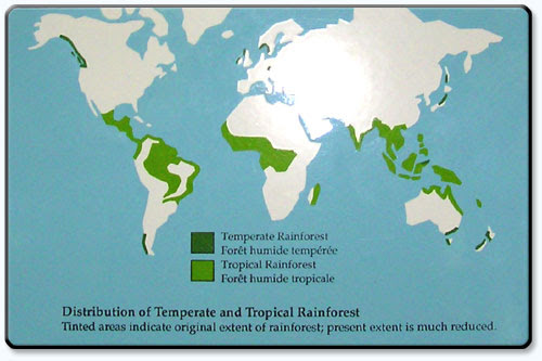 Tropical rainforests experience high temperatures and a lot of rain. Tropical Rainforest