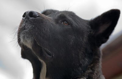 People like golden retrievers because they look like golden retrievers. How To Treat Your Dog S Throat Cancer