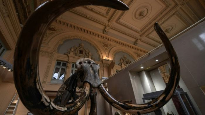 n squelette de mammouth conservé à Lyon, le 16 novembre 2017